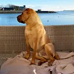 Dog-friendly Seaview