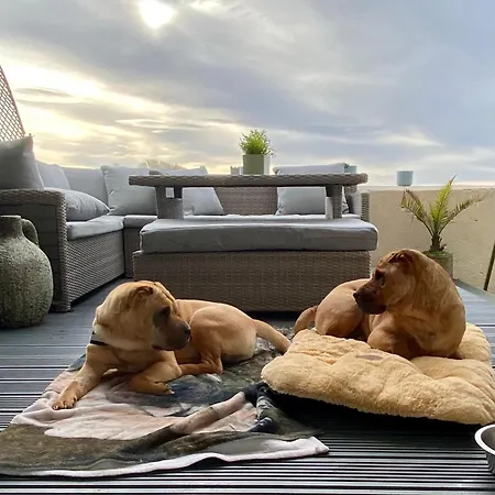 شقة Dog-friendly Seaview *