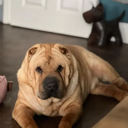 Dog-friendly Seaview Апартаменты *