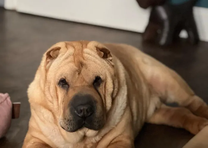 Dog-friendly Seaview Lägenhet *