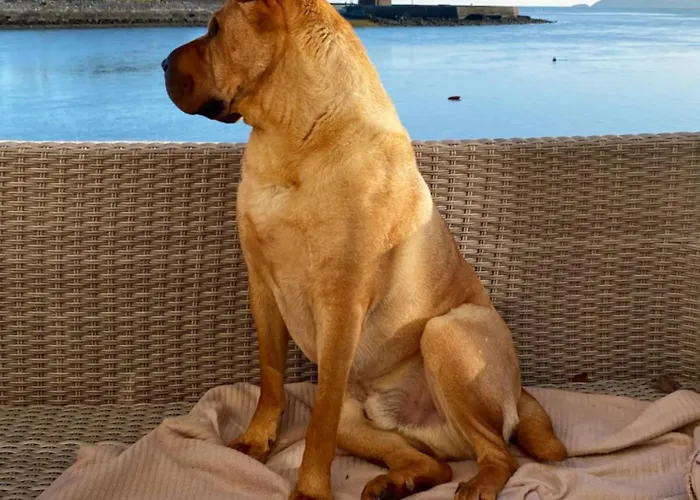 Dog-friendly Seaview